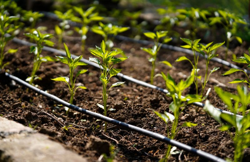 Agricultura de pequeña escala