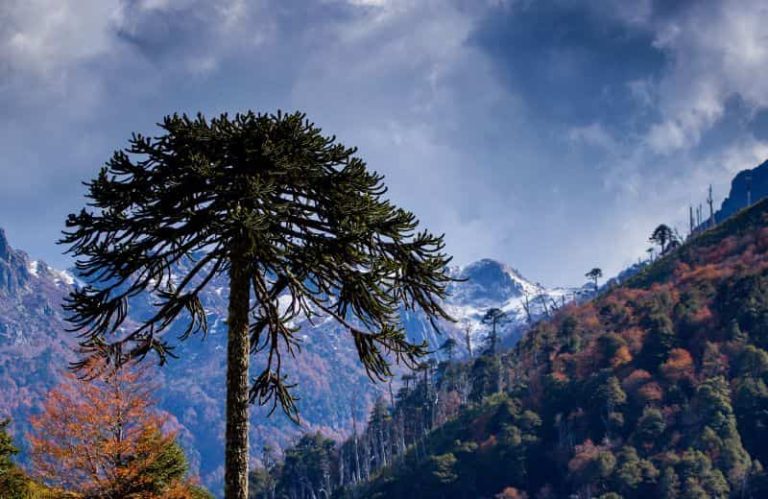 Araucaria imponente destacándose en el paisaje otoñal con montañas nevadas de fondo en la región de La Araucanía