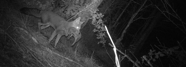 Escolares de La Araucanía investigan fauna silvestre con cámaras trampa