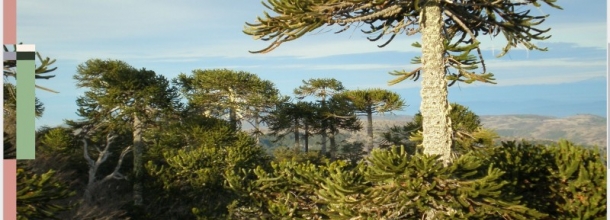 Araucaria