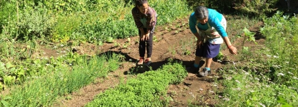 Estudiante de Agronomía UC publica resultados de proyecto sobre huertas familiares apoyado por el CIIR