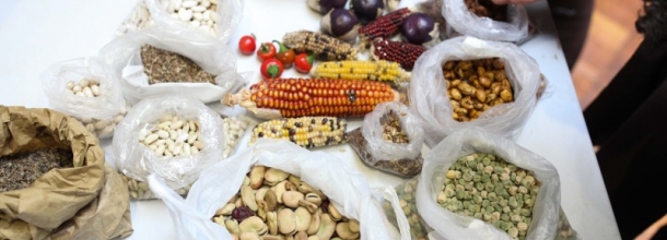 Integrantes del CEDEL organizaron trafkintu con agricultores de Pucón